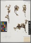 Foto von Salix retusa L.